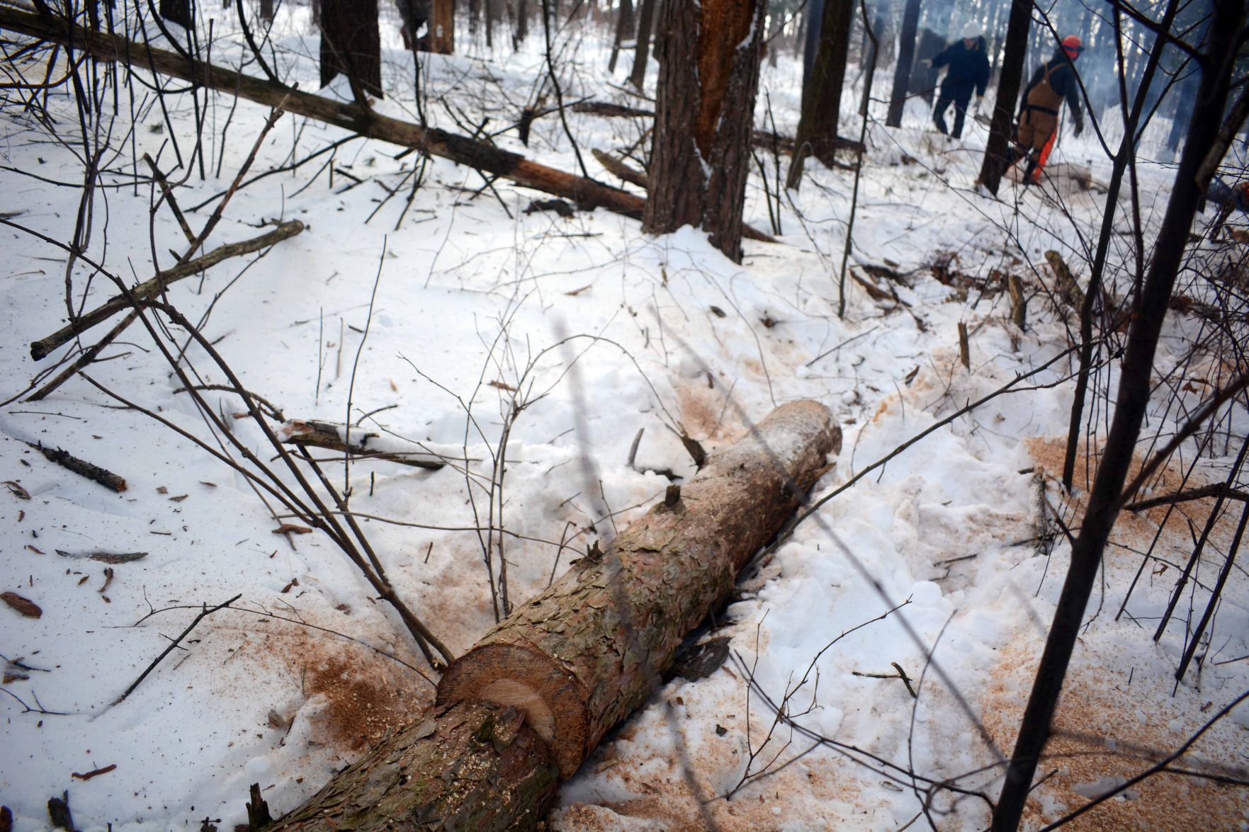 Devil's Lake east bluff stewardship work